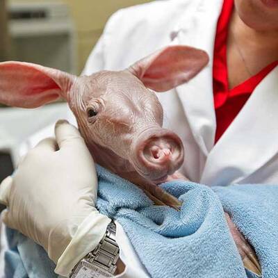 So süß ist das Erdferkel-Baby