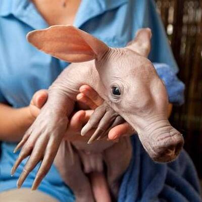 So süß ist das Erdferkel-Baby