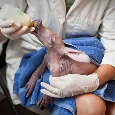 So süß ist das Erdferkel-Baby