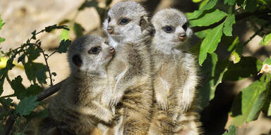 Erdm&auml;nnchen Sch&ouml;nbrunn