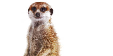 Antrag im Erdm&auml;nnchen-Gehege