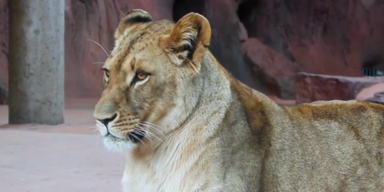 Erfurt Zoo (2).png