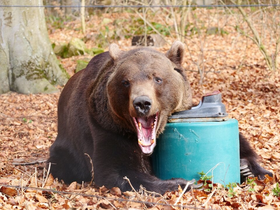 BÄREN-ALARM im Waldviertel: Bärenwald Arbesbach öffnet wieder!