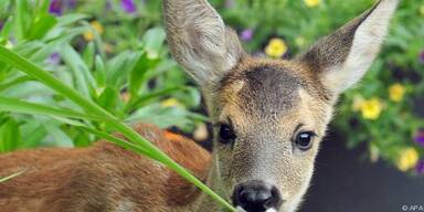 Erkenntnisse &uuml;bertragbar auf Humanmedizin