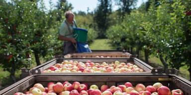 Gemüse: Absatzminus von rund 10 % in Tirol