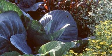 Erst die K&auml;lte macht die Farbe