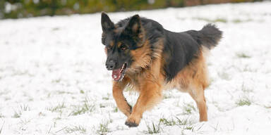 Hündin starb nach Gift-Attacke