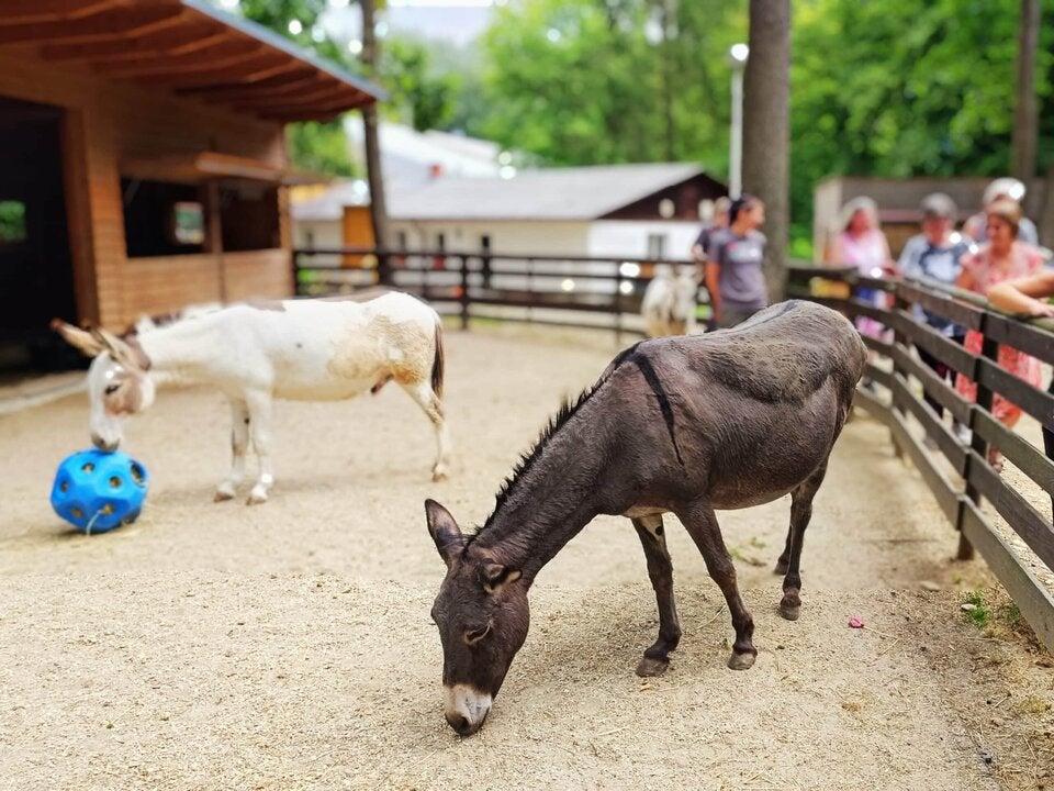 Assisi-Hof in internationalem TV-Rampenlicht