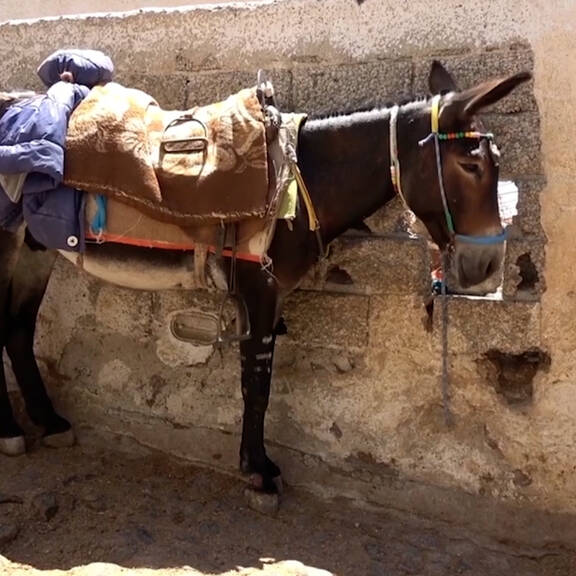 PETA fordert Verbot von Esel-Reiten