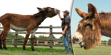 Zwei Rekorde, ein Stall: Dieses Esel-Duo lässt staunen