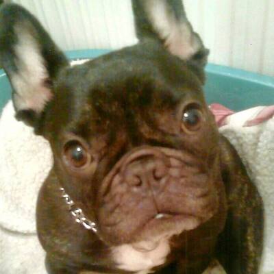 Hundewahl - Lennox, 14 Moante