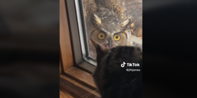jfitjames/TikTok