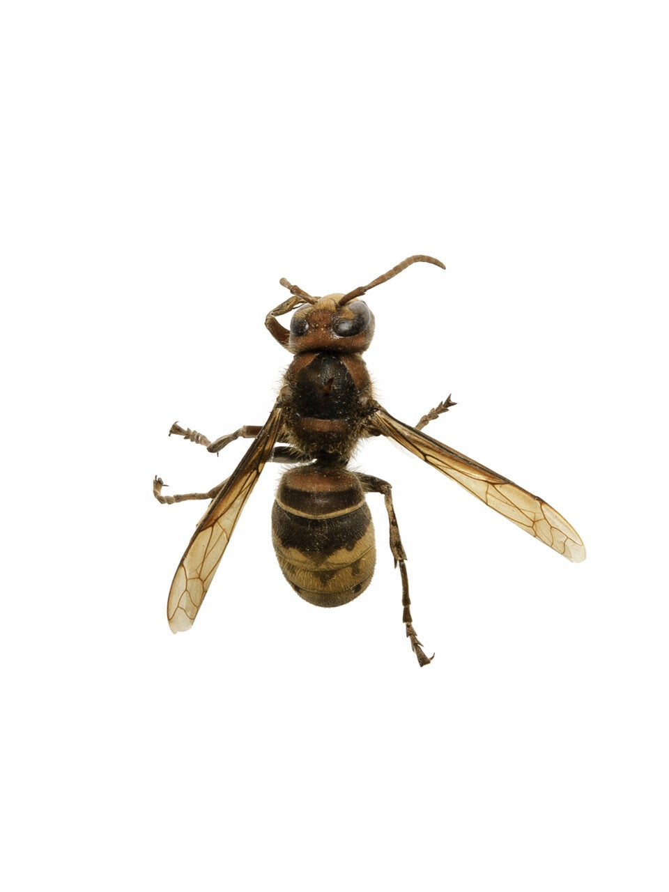 Killer-Hornisse in Österreich