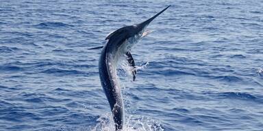 Frau verletzt nachdem 50kg-F&auml;cherfisch sie mit Maul-Speer attackiert