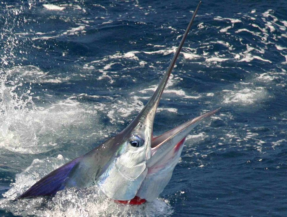 Frau verletzt nachdem 50kg-Fächerfisch sie mit Maul-Speer attackiert