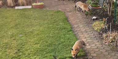 F&uuml;chse in Wien-Meidling gesichtet