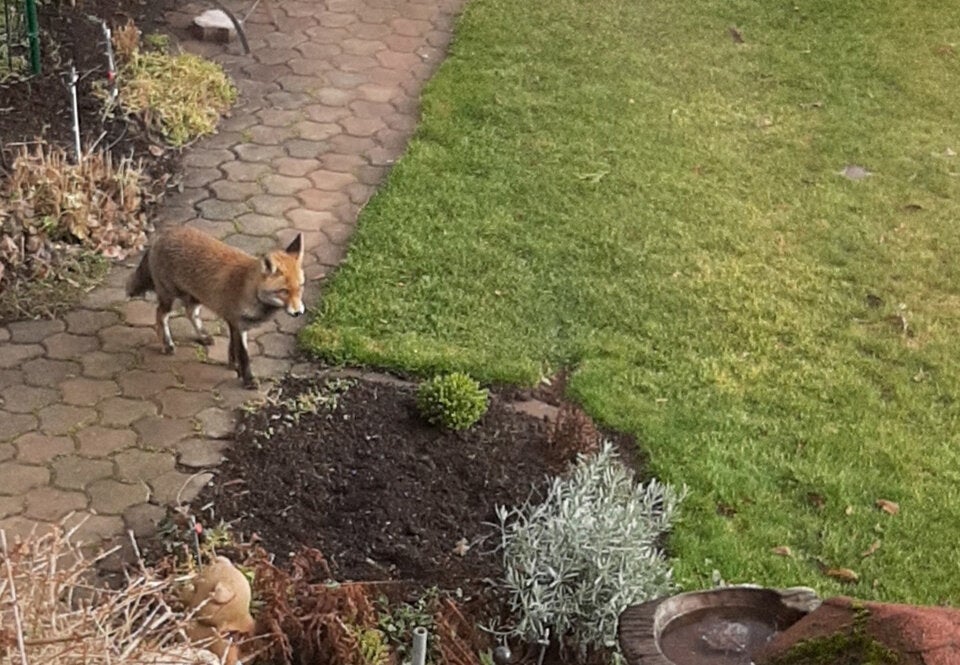 Füchse in Wien-Meidling gesichtet