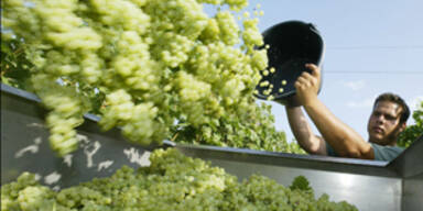 FEATURE - WEINERNTE =