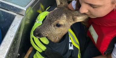 Rehkitz gew&auml;rmt