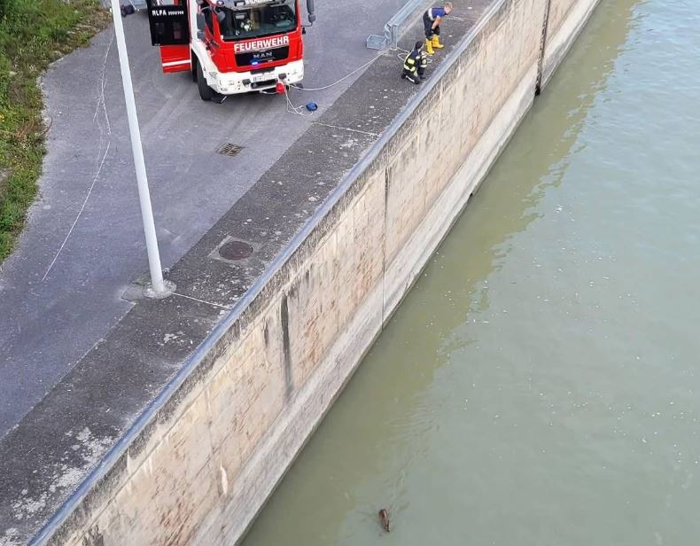 Rehkitz versteckte sich in Öffnung der Schleusenmauer