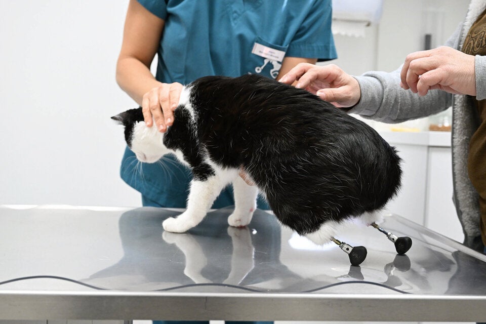 Cyberkatze Pauli Beine 3D-Drucker