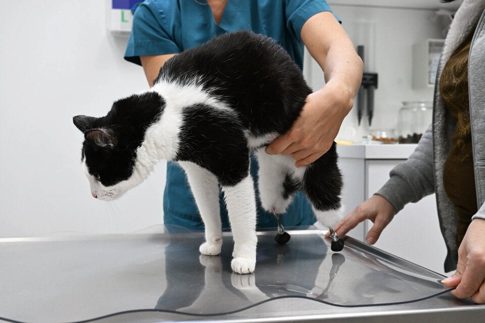 Cyberkatze Pauli Beine 3D-Drucker