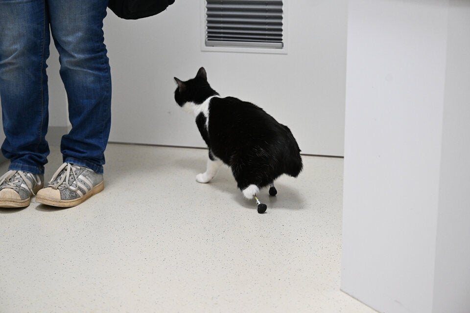 Cyberkatze Pauli Beine 3D-Drucker