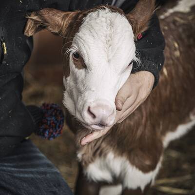 Farm Resort Geislerhof