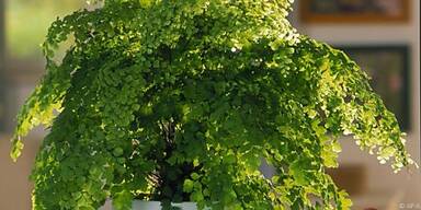 Farne ben&ouml;tigen feuchte Luft