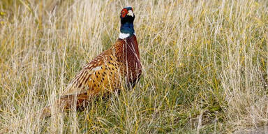 Betrunkener Mann t&ouml;tete zw&ouml;lf Fasane