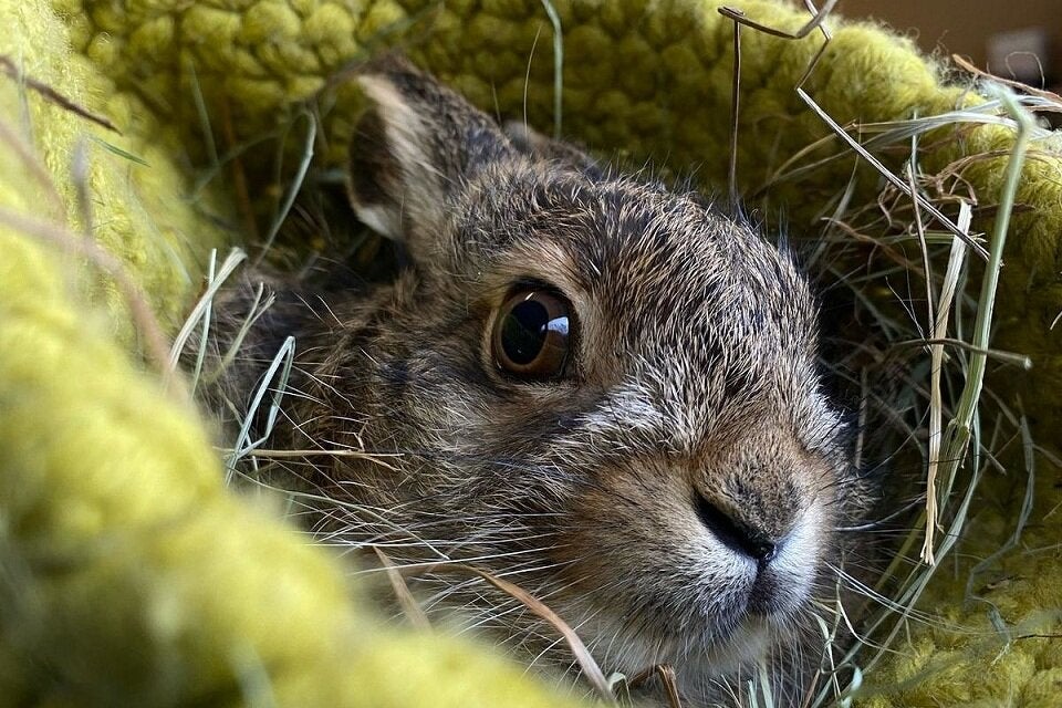 Junger Feldhase in Wollnest - Wildtierschutz - Tierschutz Austria