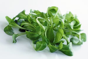 Feldsalat - Vogerlsalat