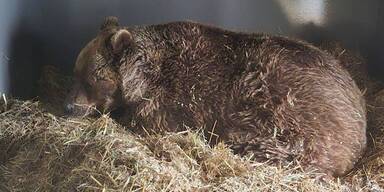 Slowenischer Bär "Felix" in Arbesbach angekommen