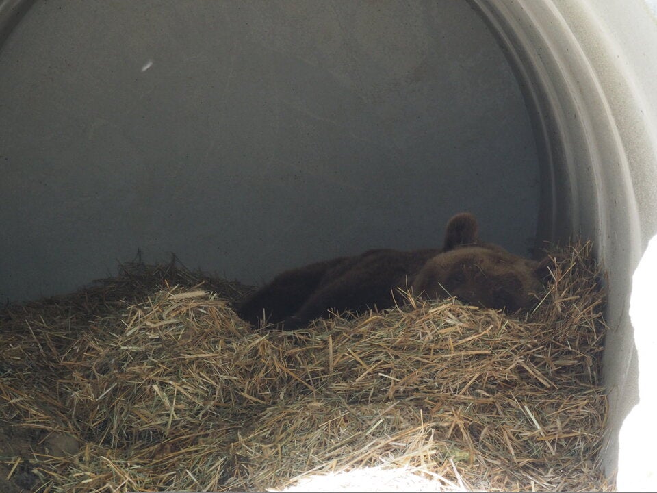 Felix in seiner Höhle.