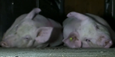 Ferkel Transport (1).png