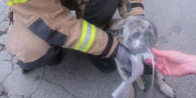 Mops vor Rauchgasvergiftung gerettet