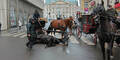 Dramatischer Fiaker-Unfall in Wien: Pferd schwer verletzt