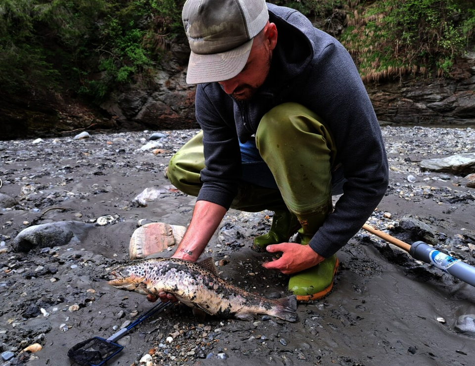 Tirol: Tausende Fische durch Schlammflut verendet
