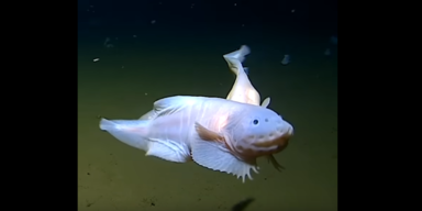 The University of Western Australia