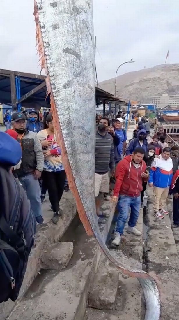 Jam Press Vid