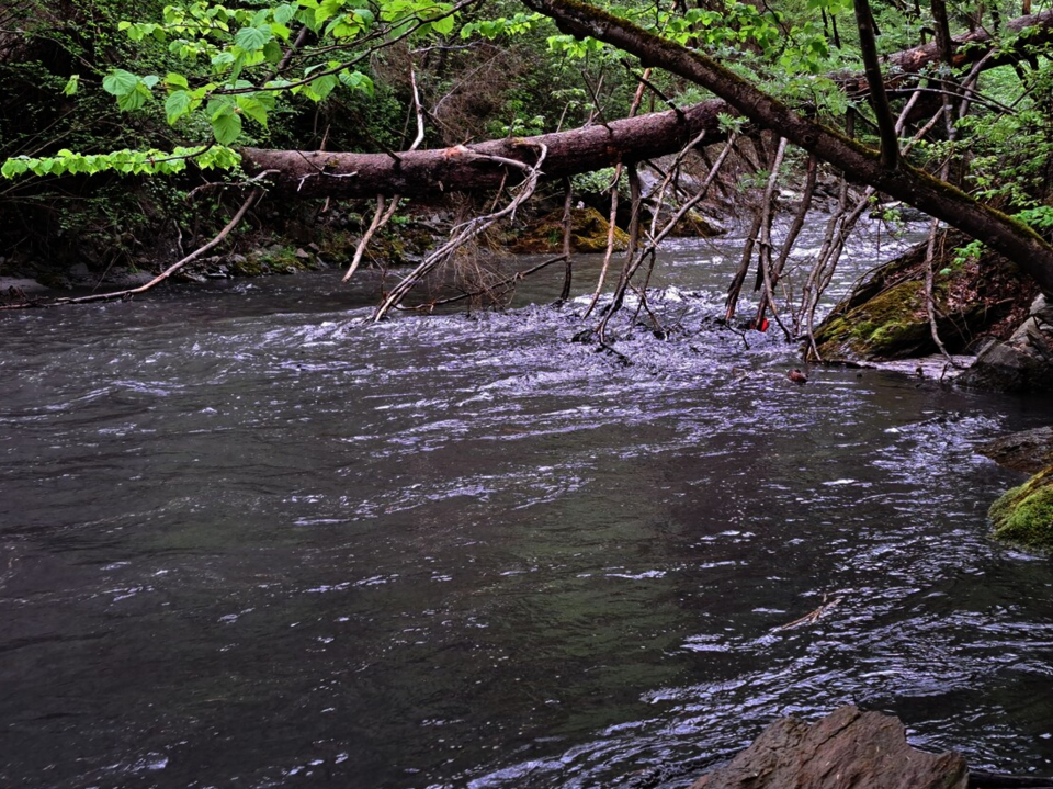 Tirol: Tausende Fische durch Schlammflut verendet