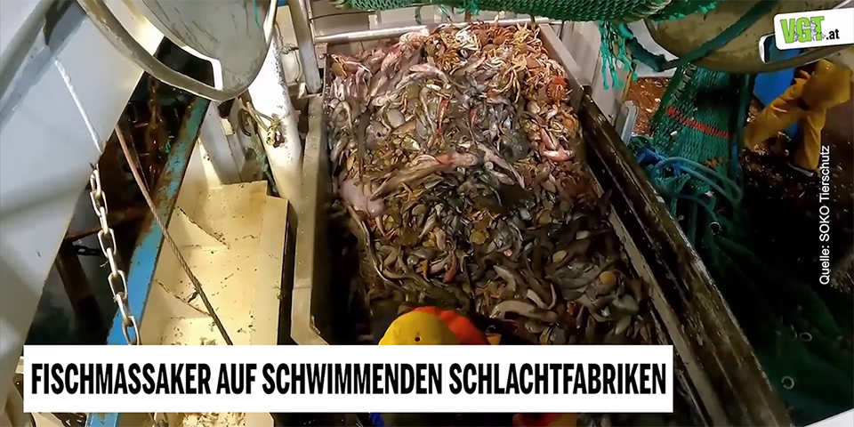 Fang auf einem Fischkutter
