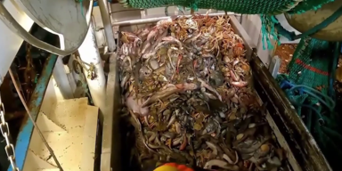 Fischmassaker ohne bb1.png