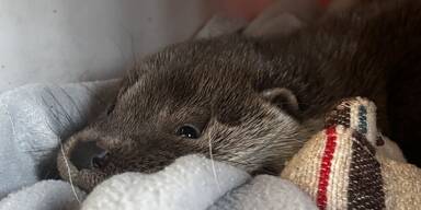 Fischotterbaby Haringsee