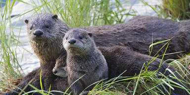 Fischotter