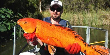 Monster-Goldfische schocken Australien