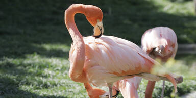 Hitze-Alarm: Feuerwehr muss Zootiere retten