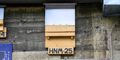 Neue Quartiere f&uuml;r Flederm&auml;use am Haus des Meeres
