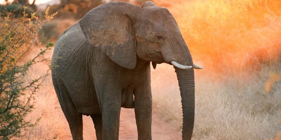 Ungezähmte Lebensfreude: Die Top 7 Nationalparks in Südafrika