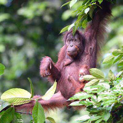 Foto 9 - Canopy Walkway Credit Borneo Rainforest Lodge